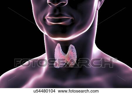 Picture - Thyroid gland in a man's neck, illustration. Fotosearch