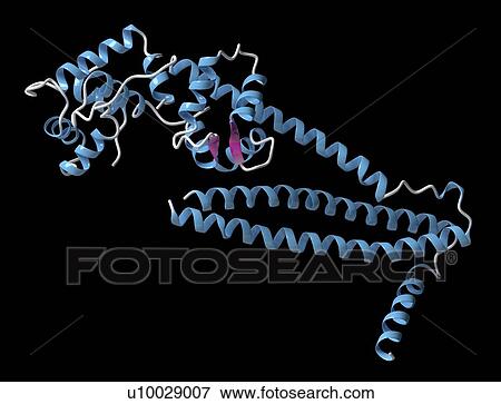 Stock Photo - Troponin cardiac protein molecule. Fotosearch