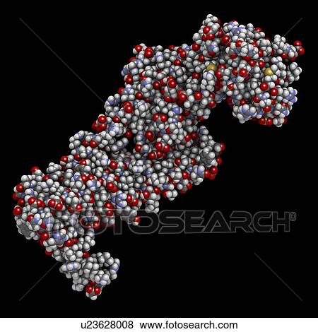 Stock Photo - Troponin cardiac protein molecule. Fotosearch