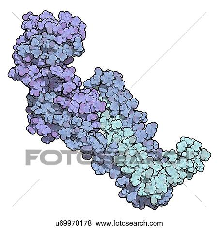 Stock Photo - Troponin cardiac protein molecule. Fotosearch