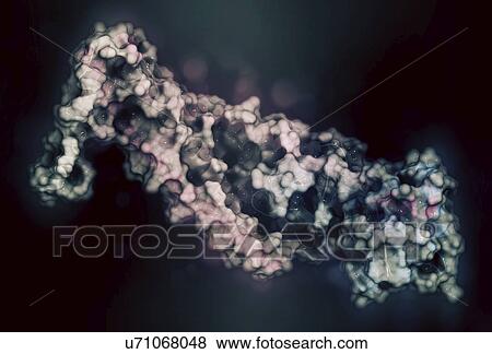 Stock Photo - Troponin cardiac protein molecule. Fotosearch