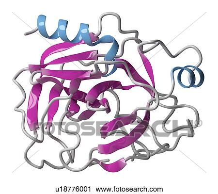 Stock Image - Trypsin digestive enzyme molecule. Fotosearch