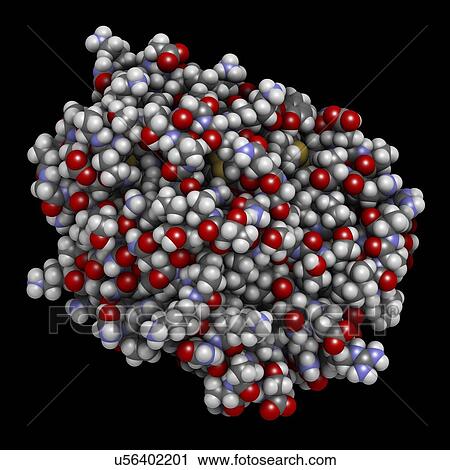 Trypsin digestive enzyme molecule View Large Photo Image Stock Image - Trypsin digestive enzyme molecule. Fotosearch