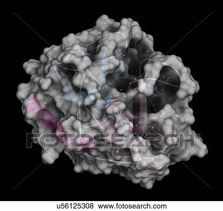 Trypsin digestive enzyme molecule View Large Photo Image Stock Photo - Trypsin digestive enzyme molecule. Fotosearch