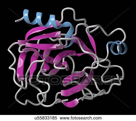 Trypsin digestive enzyme molecule View Large Photo Image Stock Photography - Trypsin digestive enzyme molecule. Fotosearch