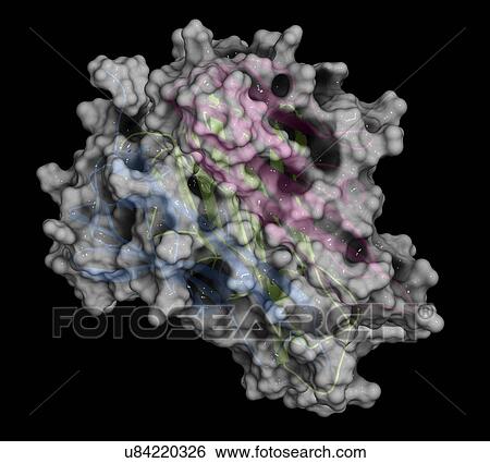 Stock Photograph - Tumour necrosis factor alpha molecule. Fotosearch