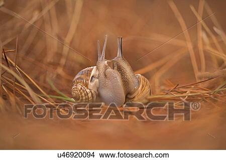 Two snails mating View Large Photo Image Picture - Two snails mating. Fotosearch