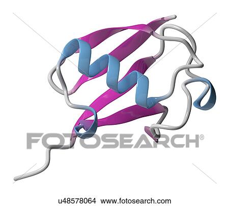 Ubiquitin molecule View Large Photo Image Picture - Ubiquitin molecule. Fotosearch