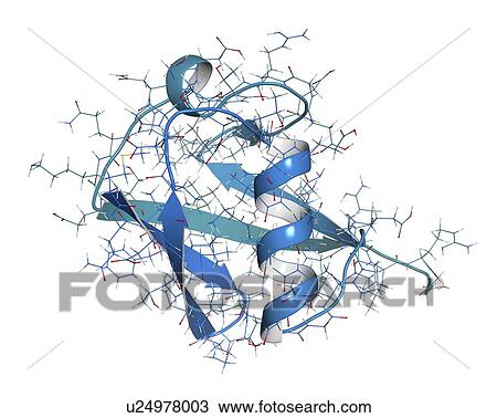 Stock Image - Ubiquitin molecule. Fotosearch