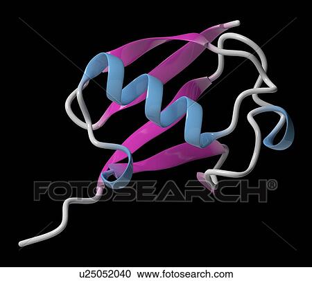 Stock Image - Ubiquitin molecule. Fotosearch