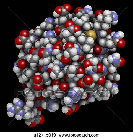 Ubiquitin molecule View Large Photo Image Stock Photo - Ubiquitin molecule. Fotosearch
