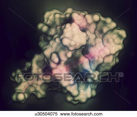 Stock Photography - Ubiquitin molecule. Fotosearch