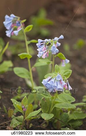 Virginia Bluebells View Large Photo Image Stock Image - Virginia Bluebells. Fotosearch