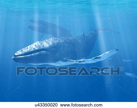 Whale swimming underwater, illustration View Large Photo Image Stock Image - Whale swimming underwater, illustration. Fotosearch