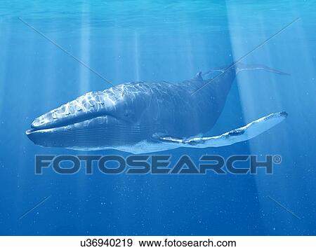 Stock Photo - Whale swimming underwater, illustration. Fotosearch
