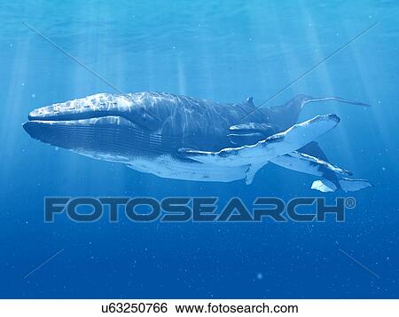 Whale swimming underwater, illustration View Large Photo Image Stock Photograph - Whale swimming underwater, illustration. Fotosearch