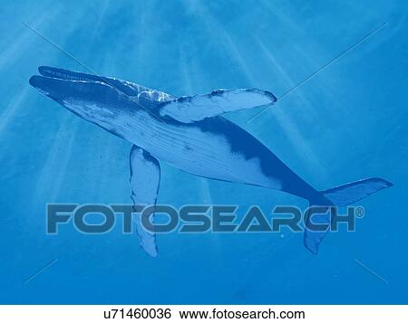 Whale Swimming Underwater Illustration Stock Photograph U Fotosearch