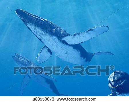 Stock Image - Whales swimming underwater, illustration. Fotosearch