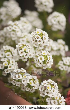 Stock Image - White Alyssum. Fotosearch