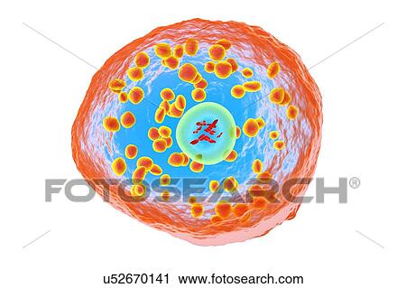 Stock Image - White blood cell (basophil), illustration. Fotosearch