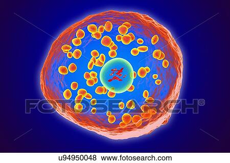 White blood cell (basophil), illustration View Large Photo Image Stock Photo - White blood cell (basophil), illustration. Fotosearch