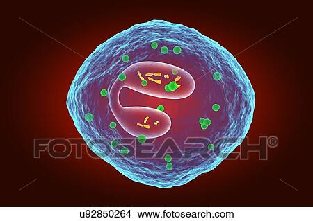 White blood cell (eosinophil), illustration View Large Photo Image Picture - White blood cell (eosinophil), illustration. Fotosearch