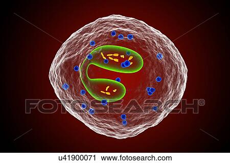 White blood cell (eosinophil), illustration View Large Photo Image Stock Image - White blood cell (eosinophil), illustration. Fotosearch