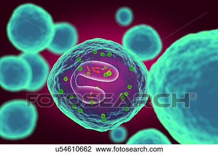 White blood cell (eosinophil), illustration View Large Photo Image Stock Image - White blood cell (eosinophil), illustration. Fotosearch