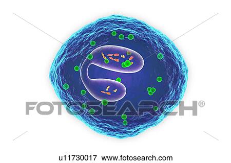 White blood cell (eosinophil), illustration View Large Photo Image Stock Photo - White blood cell (eosinophil), illustration. Fotosearch