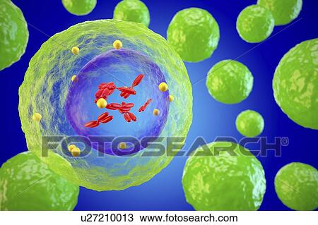 White blood cell (lymphocyte), illustration View Large Photo Image Stock Image - White blood cell (lymphocyte), illustration. Fotosearch