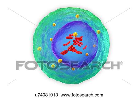 White blood cell (lymphocyte), illustration View Large Photo Image Stock Image - White blood cell (lymphocyte), illustration. Fotosearch