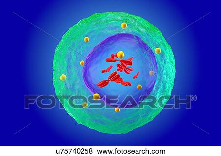 White blood cell (lymphocyte), illustration View Large Photo Image Stock Photo - White blood cell (lymphocyte), illustration. Fotosearch