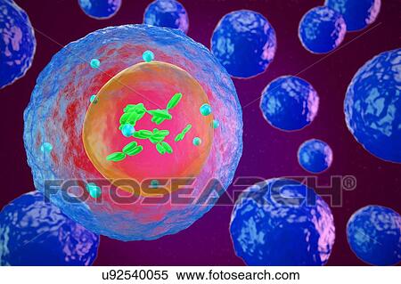 White blood cell (lymphocyte), illustration View Large Photo Image Stock Photography - White blood cell (lymphocyte), illustration. Fotosearch