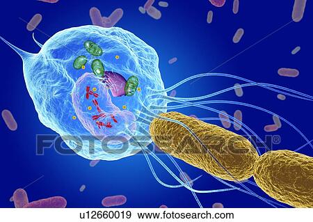 White blood cell (Macrophage) capturing bacteria, illustrati View Large Photo Image Stock Photo - White blood cell (Macrophage) capturing bacteria, illustrati. Fotosearch