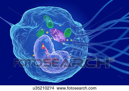 White blood cell (Macrophage), illustration View Large Photo Image Picture - White blood cell (Macrophage), illustration. Fotosearch