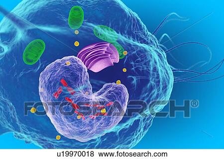 White blood cell (Macrophage), illustration View Large Photo Image Stock Photo - White blood cell (Macrophage), illustration. Fotosearch