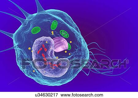 Stock Photo - White blood cell (Macrophage), illustration. Fotosearch