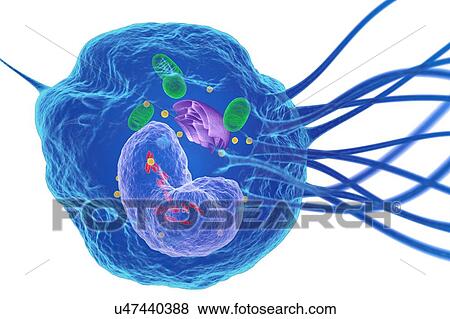 Stock Photo - White blood cell (Macrophage), illustration. Fotosearch