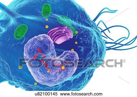 Stock Photography - White blood cell (Macrophage), illustration. Fotosearch