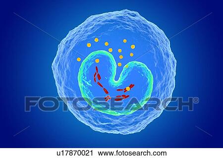 White blood cell (Monocyte), illustration View Large Photo Image Stock Image - White blood cell (Monocyte), illustration. Fotosearch