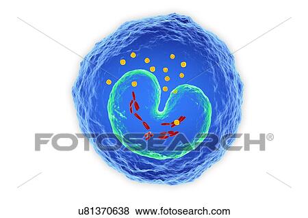 Stock Photo - White blood cell (Monocyte), illustration. Fotosearch