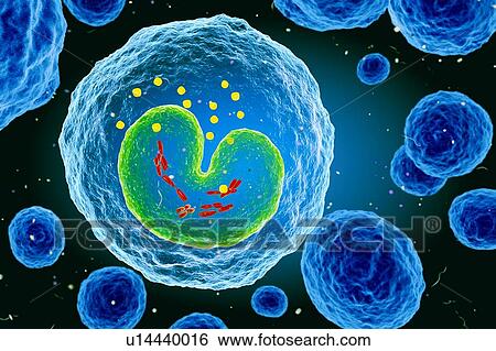 White blood cell (Monocyte), illustration View Large Photo Image Stock Photograph - White blood cell (Monocyte), illustration. Fotosearch