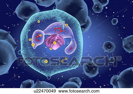 Stock Photo - White blood cell (Neutrophil), illustration. Fotosearch