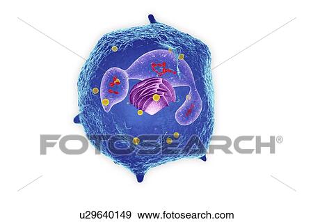 White blood cell (Neutrophil), illustration View Large Photo Image Stock Photo - White blood cell (Neutrophil), illustration. Fotosearch