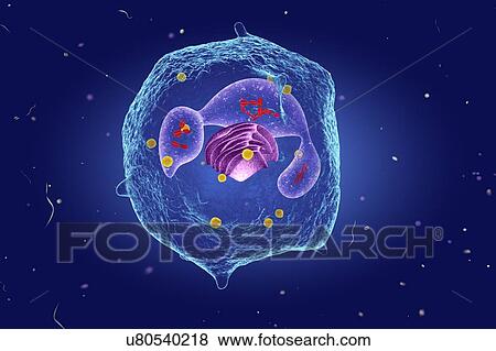 White blood cell (Neutrophil), illustration View Large Photo Image Stock Photo - White blood cell (Neutrophil), illustration. Fotosearch