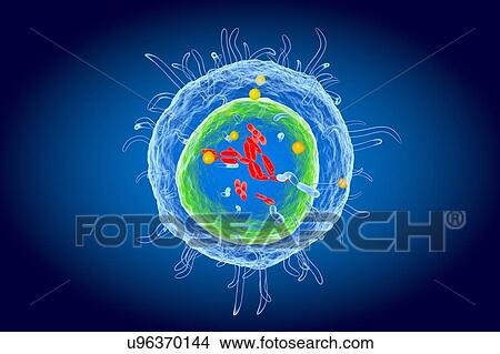 White blood cell (T Lymphocyte), illustration View Large Photo Image Picture - White blood cell (T Lymphocyte), illustration. Fotosearch