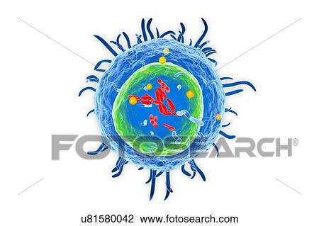 Stock Image - White blood cell (T Lymphocyte), illustration. Fotosearch