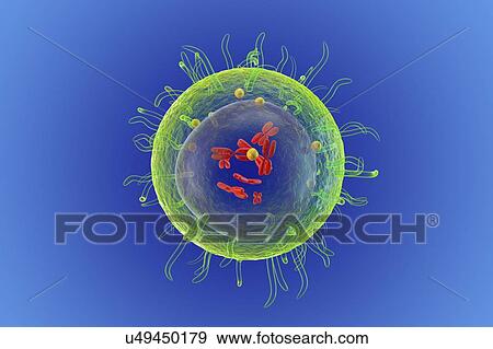 White blood cell (T Lymphocyte), illustration View Large Photo Image Stock Photo - White blood cell (T Lymphocyte), illustration. Fotosearch