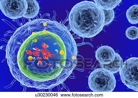 White blood cell (T Lymphocyte), illustration View Large Photo Image Stock Photograph - White blood cell (T Lymphocyte), illustration. Fotosearch