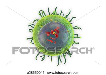 White blood cell (T Lymphocyte), illustration View Large Photo Image Stock Photography - White blood cell (T Lymphocyte), illustration. Fotosearch